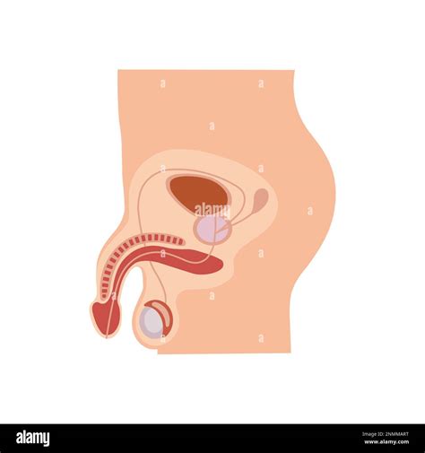 Male Reproductive System Animation 的图像结果