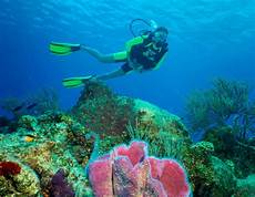 dive cozumel cozumel two tank scuba diving cozumel cruise excursions dive cozumel cozumel two tank scuba diving cozumel cruise excursions
