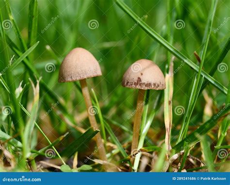 Mushrooms Growing on Your Lawn Stock Photo - Image of leaf, garden: 289241686
