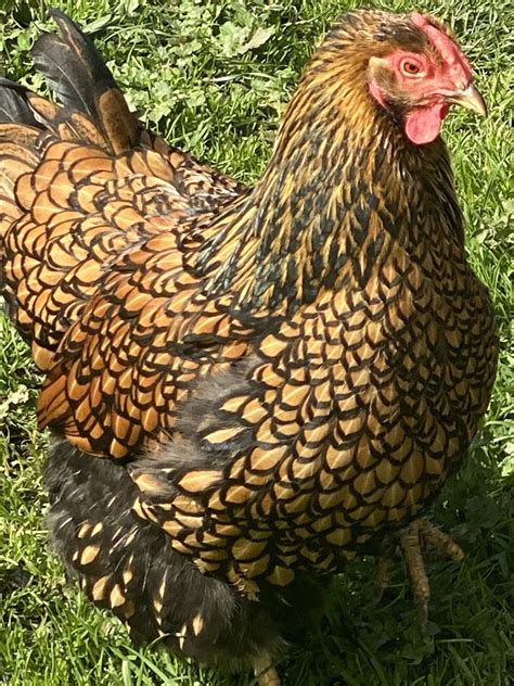GOLD LACE WYANDOTTE » Sunset Valley Chicks