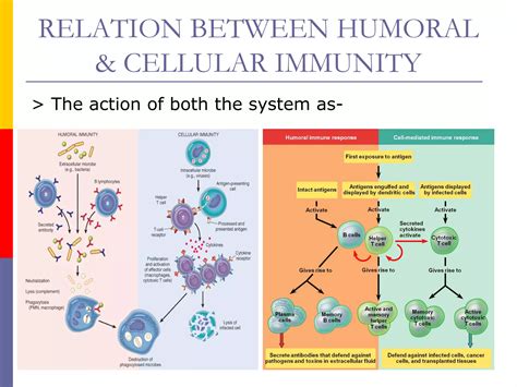 Immunology 的图像结果