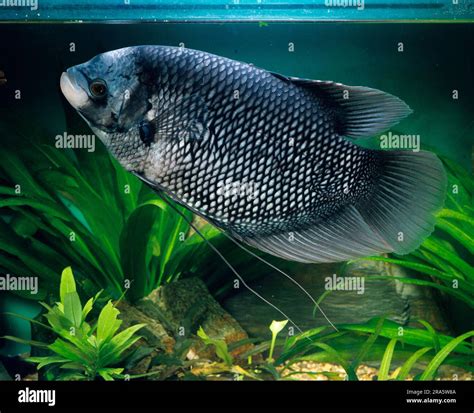 Giant gourami (Osphronemus goramy), giant gourami, edible gourami ...