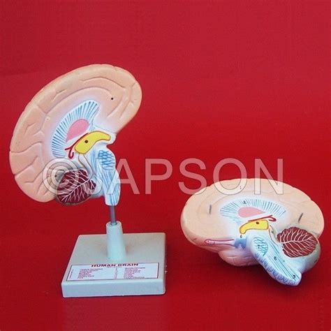 Human Model, Brain – japson.com