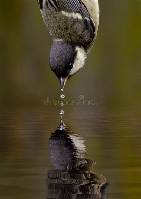 Image result for Bird Exploding Drinking Elcsta Water