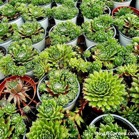 Succulent Plant Hens And Chicken Hens And Chicks: The Succulent That