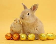 Image result for Cute Wild Baby Rabbit