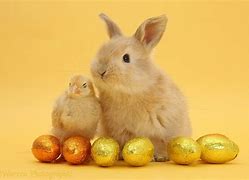 Image result for Spring Easter Bunnies