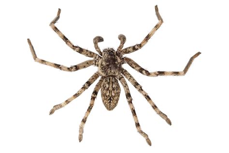 Wolf Spider Dangerous