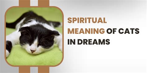 Spiritual Meaning Of Cats In Dreams - Dreams Analyst