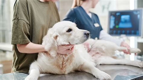 Is Your Dog at Risk? Understanding Canine Distemper: Causes, Symptoms ...
