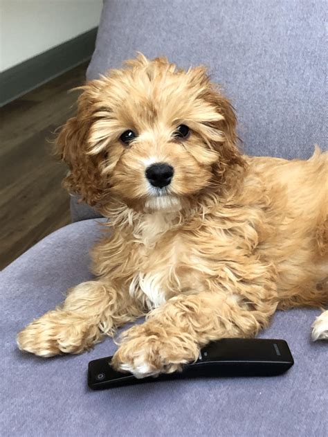 Cavapoo Full Grown