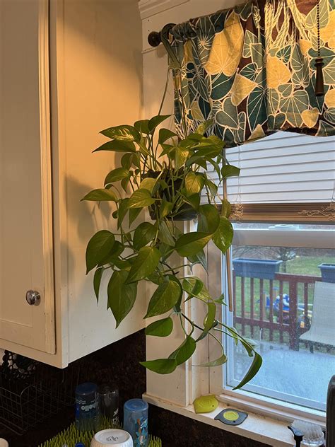 Newest member of the fam : r/houseplants