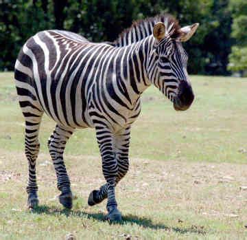 Image result for Zebra Programming Language Applications