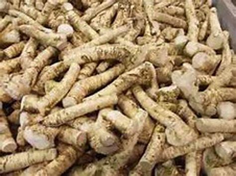 Buy Horseradish Roots Natural, 50 pounds, (No International Orders ...