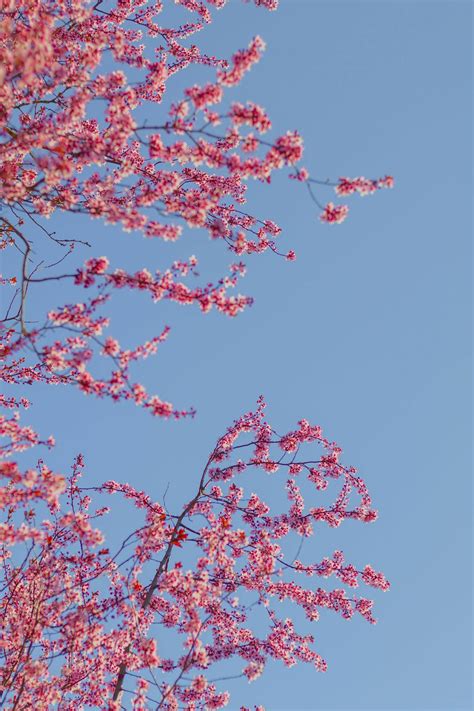 Cherry Blossom Japan 的图像结果