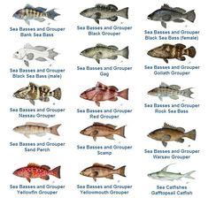 Image result for Fish in Turtle Python