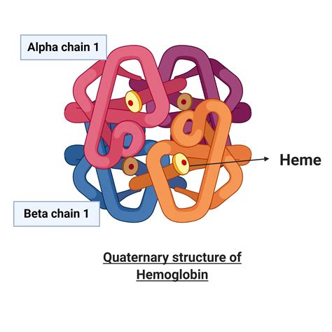 Quaternary Structure Of Protein