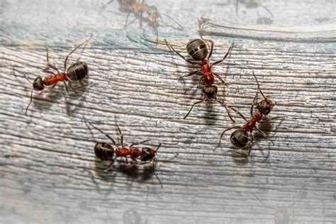 23 Facts About Ants (Tiny Ants with Mighty Facts) - Amazing Facts Home