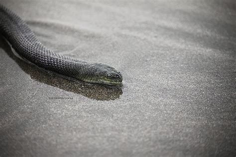 বাংলাদেশের সবচেয়ে বিষধর দশটি সাপ! - EBoosNew