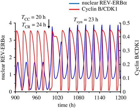 Image result for Cell Cycle Synchronization