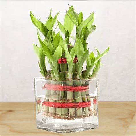 Buy Online 2 layer Bamboos With Vase Delivery | GoGift