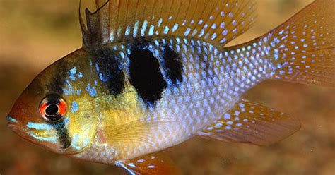 Buy German Ramrezi Aquarium Fish Online - AQUAStore.in