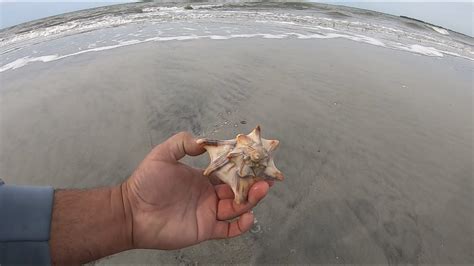 Finding Sea Shells 的图像结果