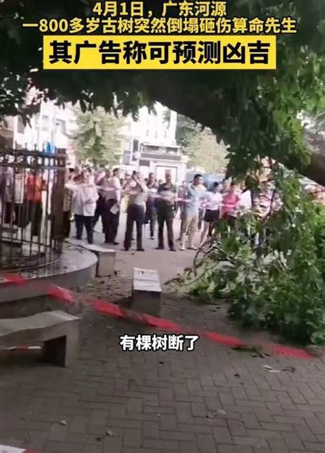 广东一800多岁古树倒塌砸伤算命先生 ，其广告上写着可预测凶吉_网友