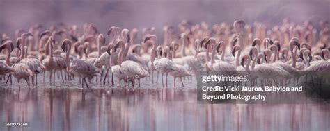 Bing Flamingo Wallpaper 的图像结果