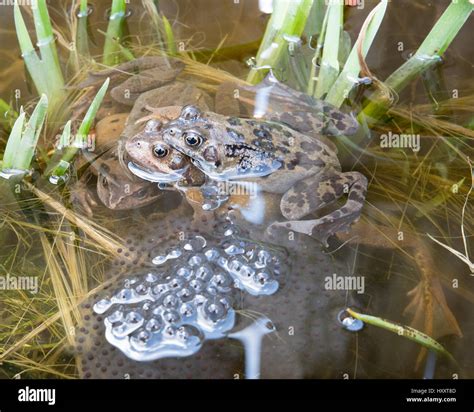Two pairs of frogs breeding and laying Frogspawn Stock Photo - Alamy