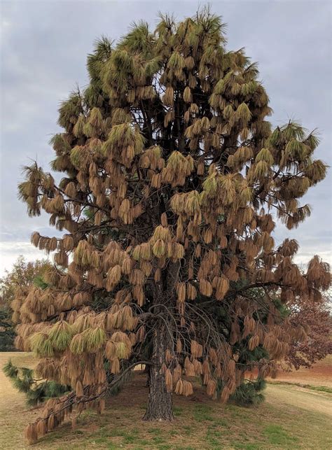 Pine Tree Facts Types Identification Diseases Pictures