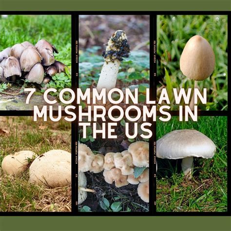 Types Of Lawn Mushrooms In Michigan at Frank Duke blog