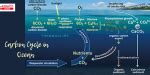 Carbon Cycle, Diagram, Steps, Definition in Biology