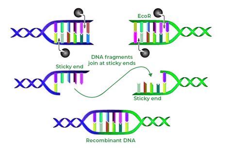 Image result for Restriction Enzymes Function