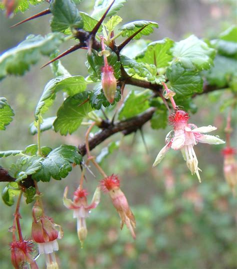 Gooseberry Family