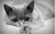 Background Cat by Cat Backgrounds Desktop Pixelstalk Net Background Cat