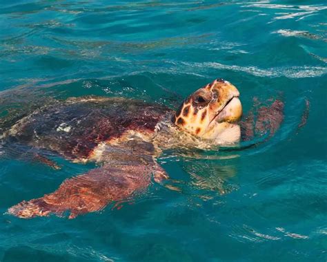 Loggerhead Sea Turtle 的图像结果
