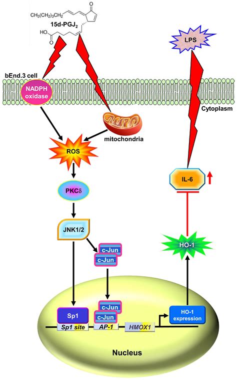 Induction of Heme Oxygenase-1 by 15d-Prostaglandin J2 Mediated via a ...