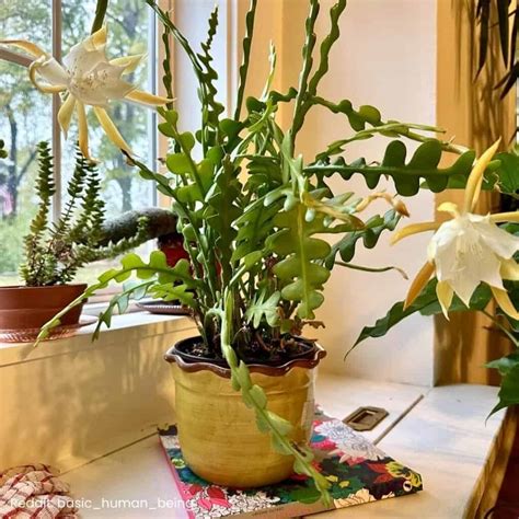 Fishbone Cactus Care: Everything You Need To Know! » Simplify Plants
