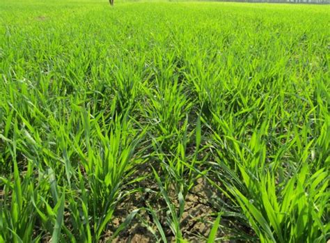 Zidua® | Farming and Crop Protection