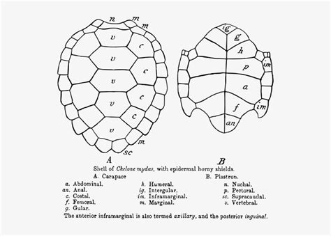 Sea Turtle Shell 的图像结果