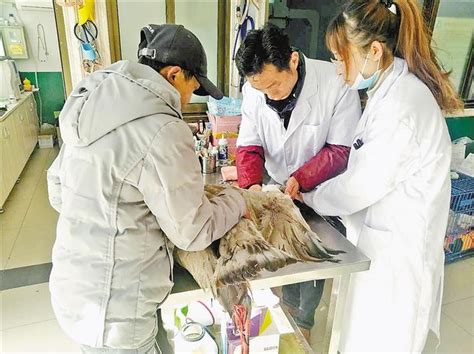 救助野生动物 维护和谐生态-新华网西藏频道
