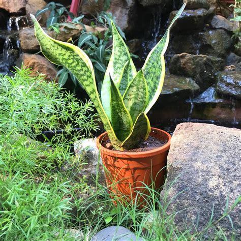 Sansevieria Futura Superba Plant