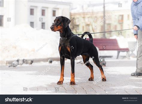 Doberman Uncropped Ears