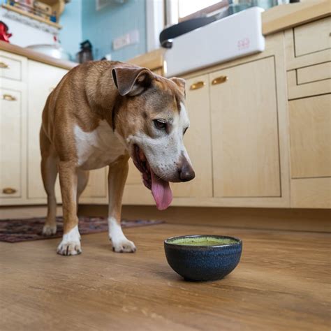 Can Dogs Eat Matcha?