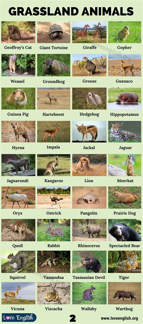 Grassland Animals: List of 75 Animals that Live in Grassland - Love English