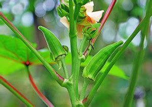 XOLDA Bhendi Lady Finger Okra Seed Price in India - Buy XOLDA Bhendi ...