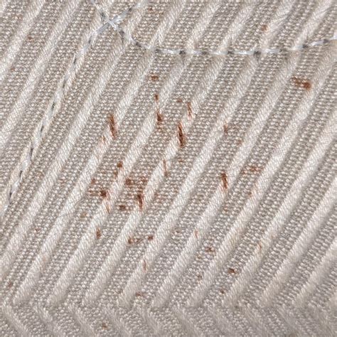 What Does A Bed Bug Stain Look Like at Sandra Madrigal blog