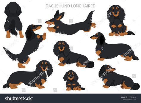 Black And Tan Dachshund Clipart