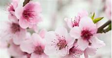 fiori di bach cherry plum fiori di bach cherry plum benessere alimentazione sana fiori di bach cherry plum fiori di bach cherry plum benessere alimentazione sana